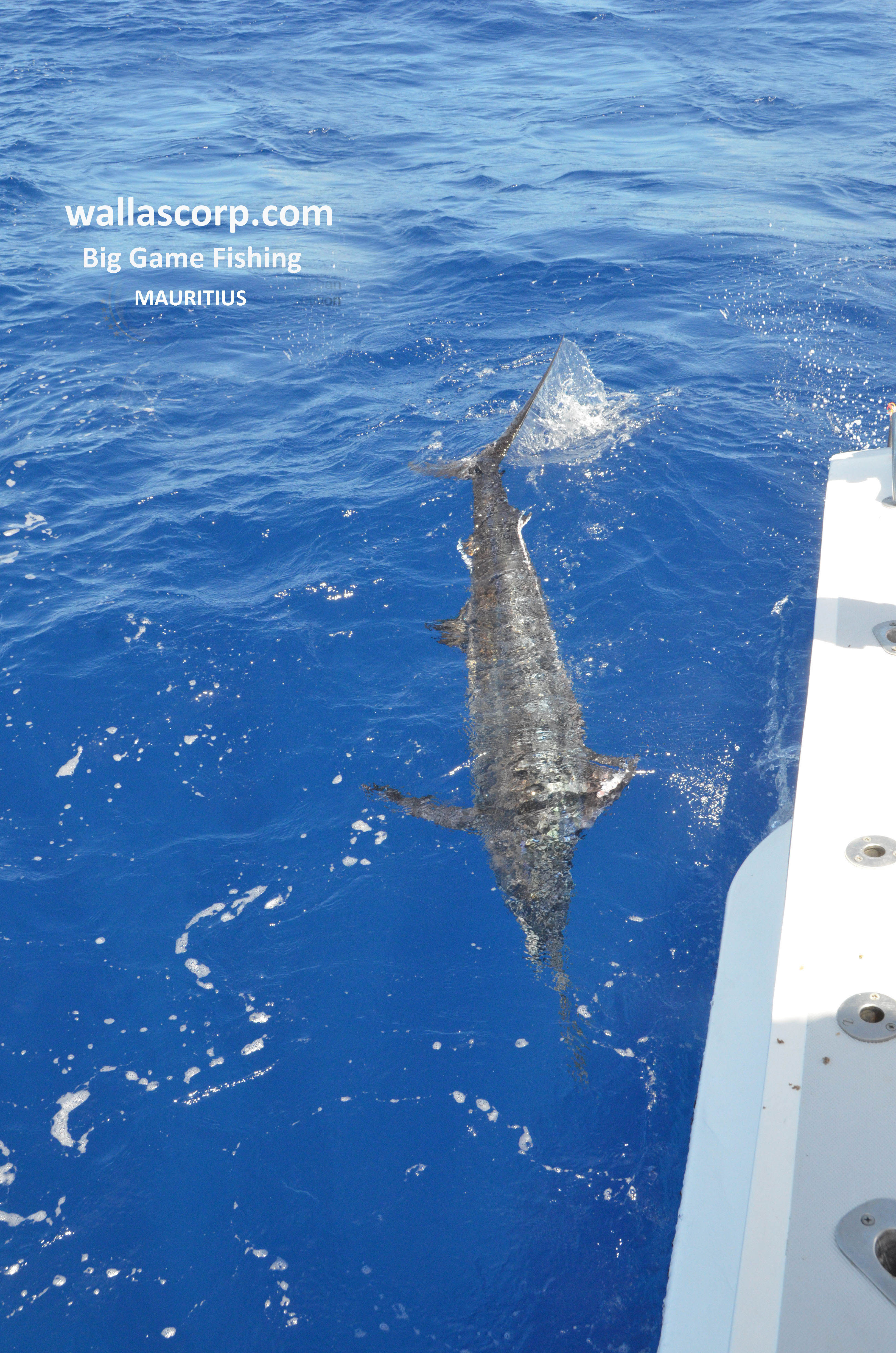 Big game Fishing mauritius Blue Marlin