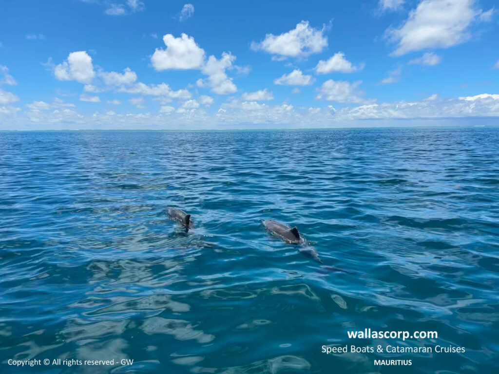 Deux dauphins nageant en liberté à la surface de l’eau sur la côte Est de l’île Maurice.