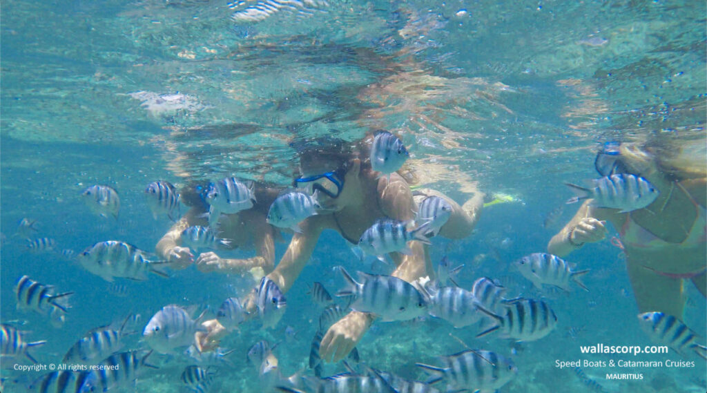 Nos hôtes équipées de masques et de tubas nagent parmi des poissons tropicaux dans les eaux du sud-est de l’île Maurice