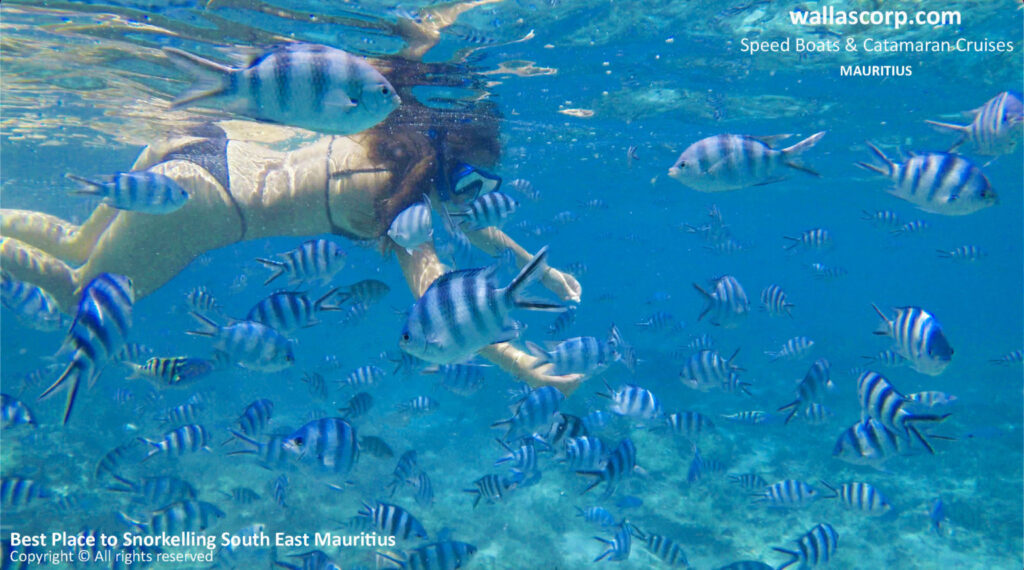 Une de nos hôtes équipée d’un masque et d’un tuba nage parmi des poissons tropicaux à l’île Maurice.